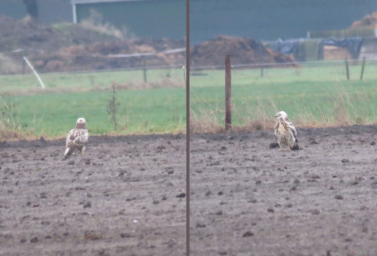 Poiana - ML635625706