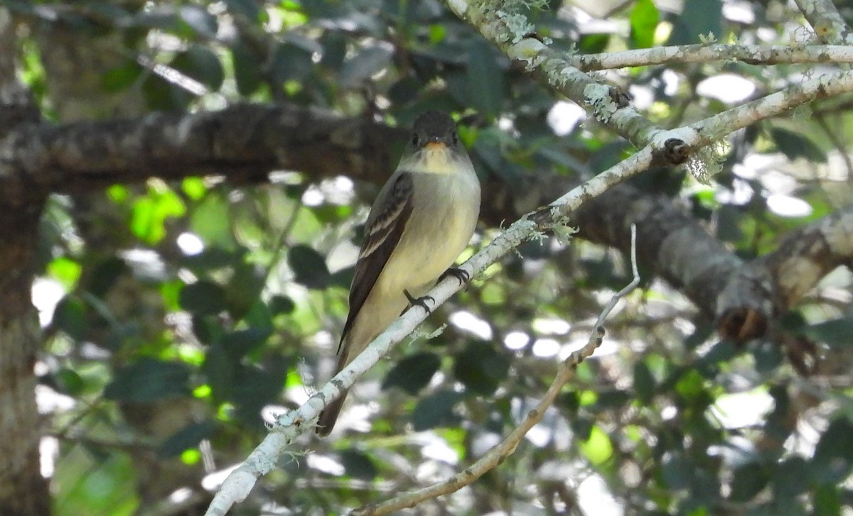 Eastern Wood-Pewee - ML635625707