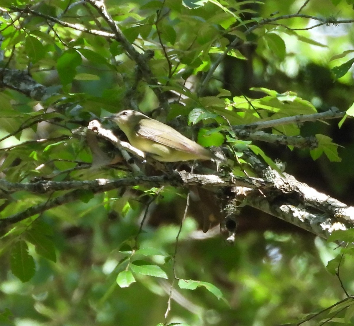 Philadelphia Vireo - ML635625723