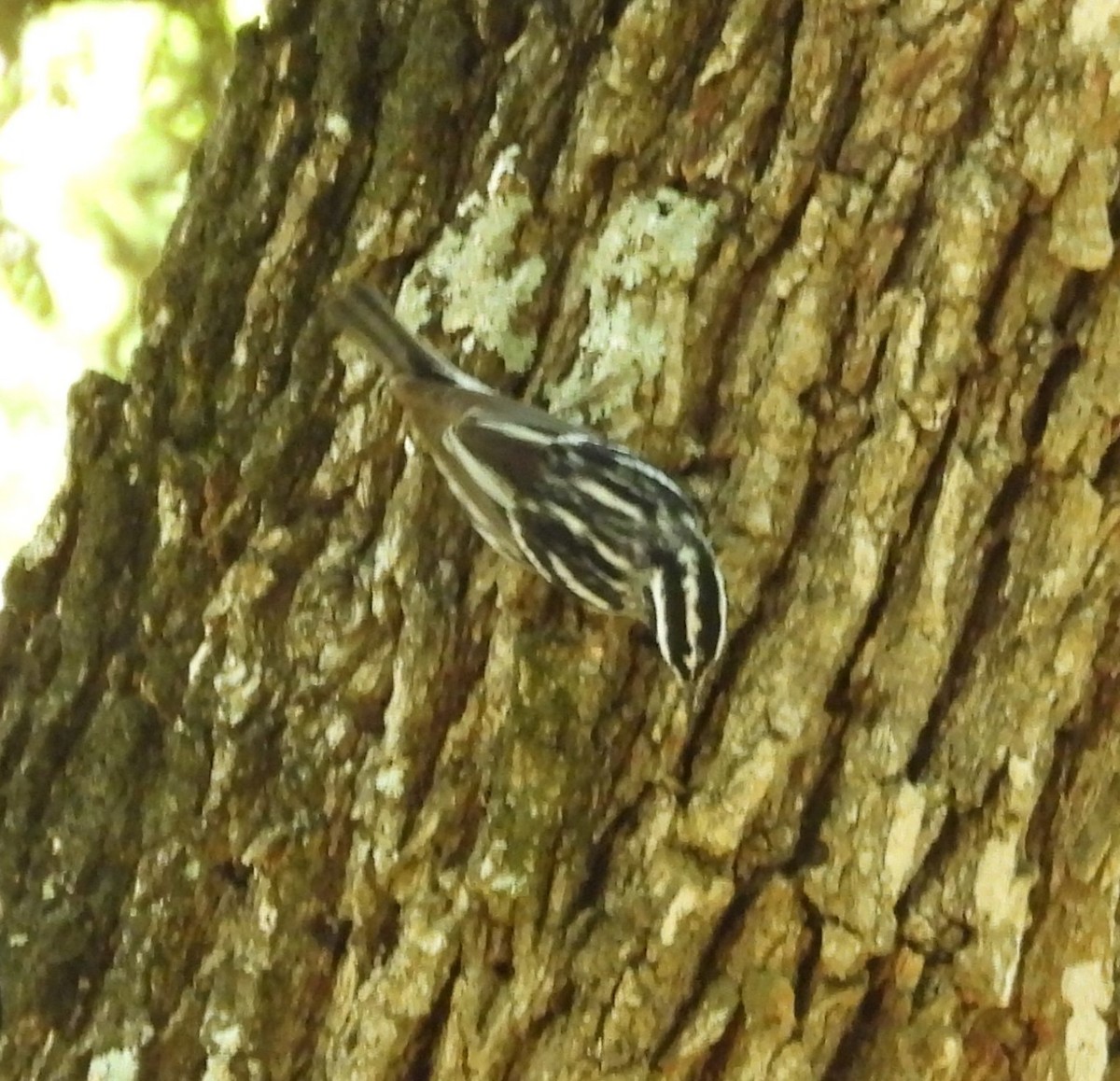 Black-and-white Warbler - ML635625735