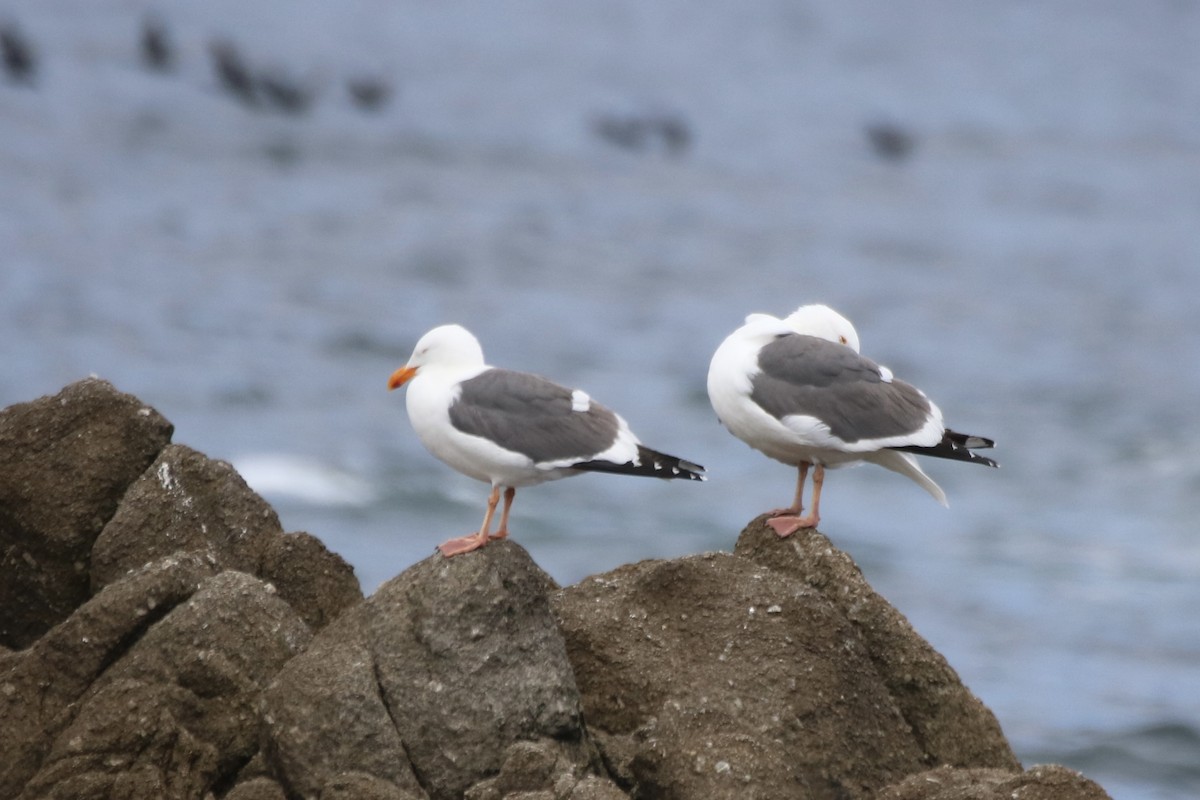 Western Gull - ML635625739