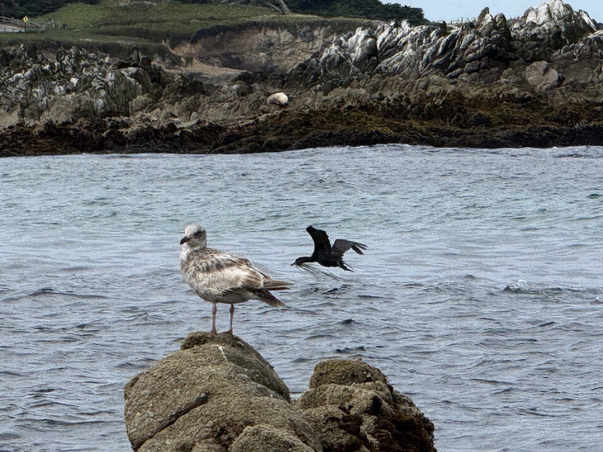 Western Gull - ML635625740