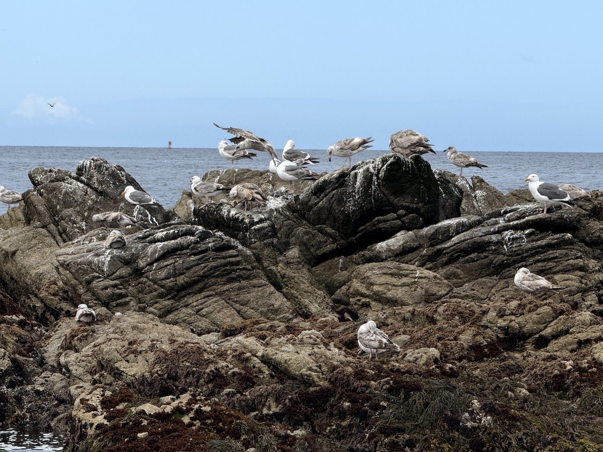 Western Gull - ML635625741