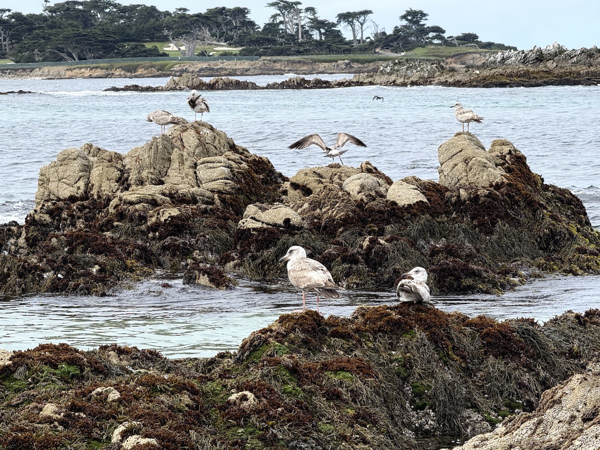 Western Gull - ML635625743