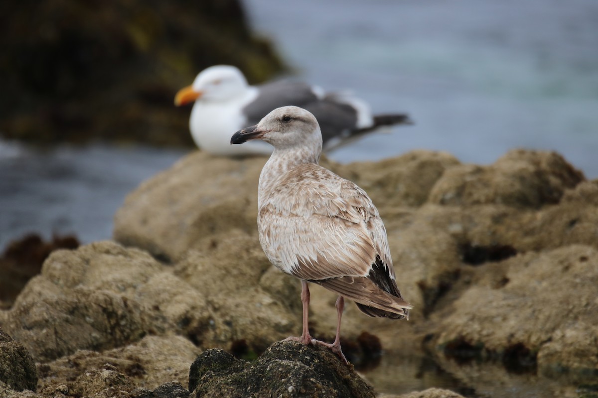Western Gull - ML635625744