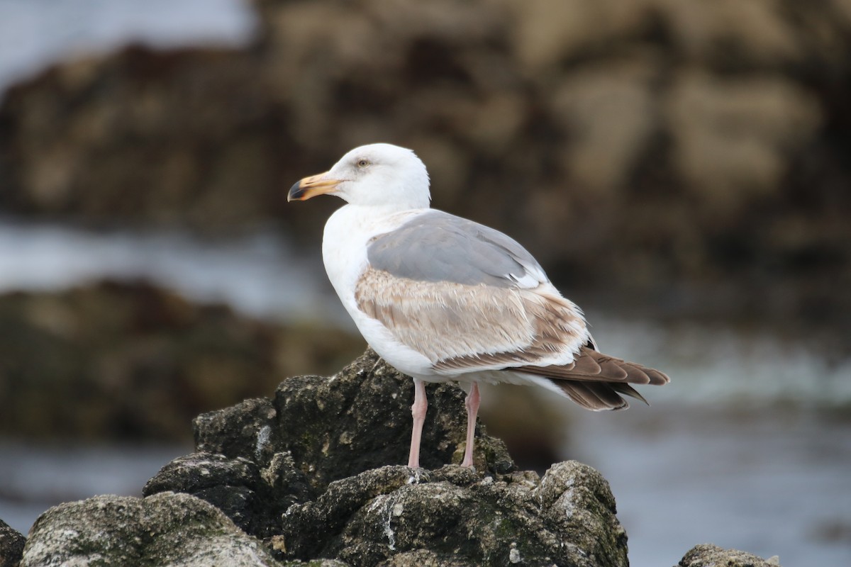 Western Gull - ML635625745