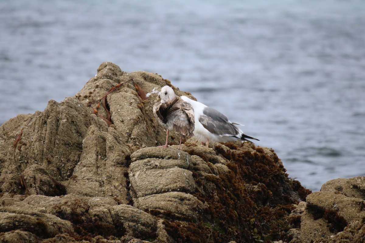 Western Gull - ML635625746