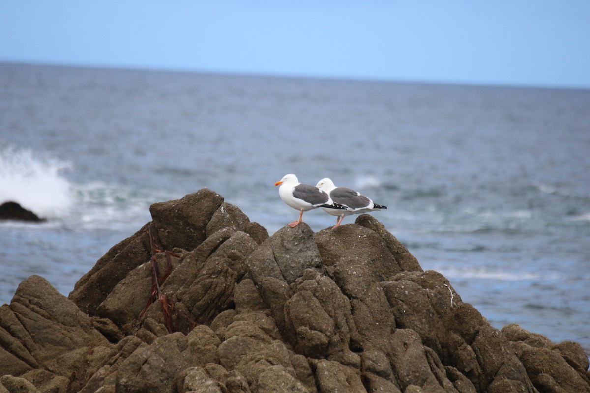 Western Gull - ML635625747