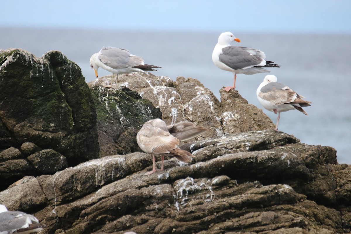 Western Gull - ML635625748