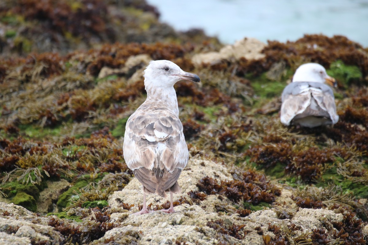 Western Gull - ML635625750