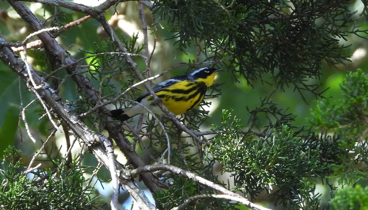 Magnolia Warbler - ML635625765