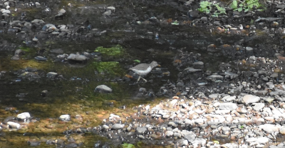 Spotted Sandpiper - ML635625773
