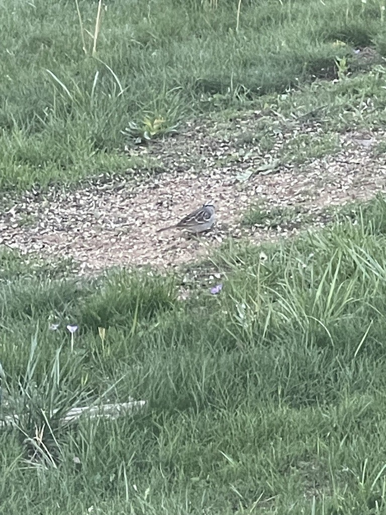 White-crowned Sparrow - ML635625783