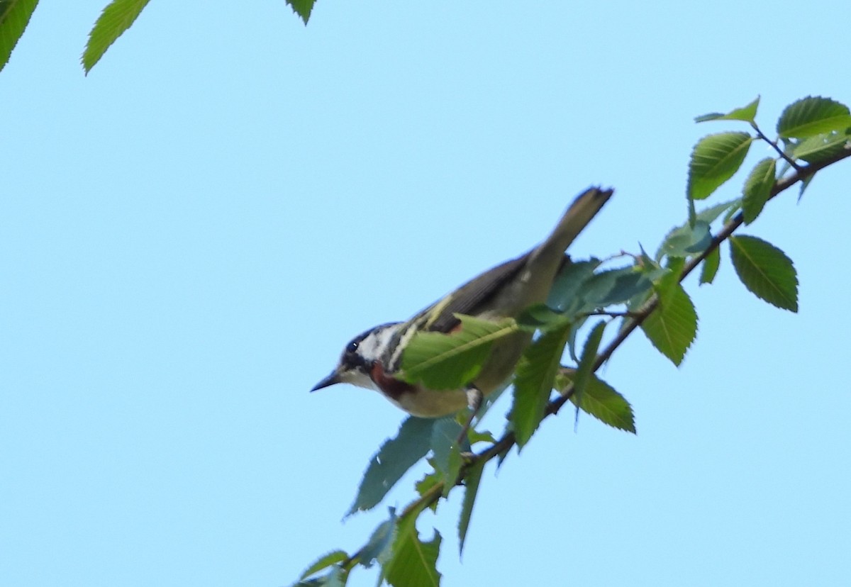 Chestnut-sided Warbler - ML635625790
