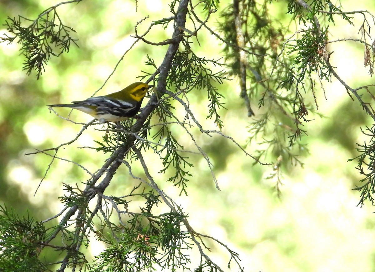 Black-throated Green Warbler - ML635625816