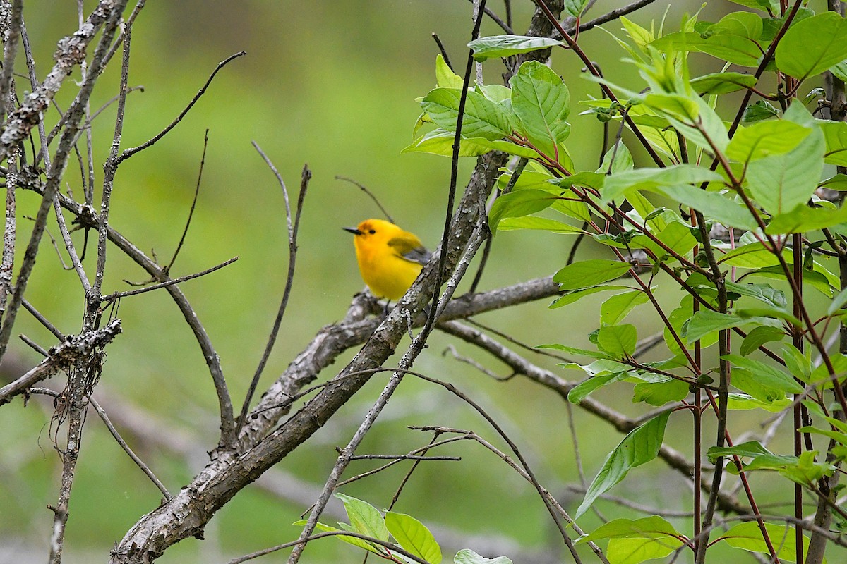 Prothonotary Warbler - ML635625854