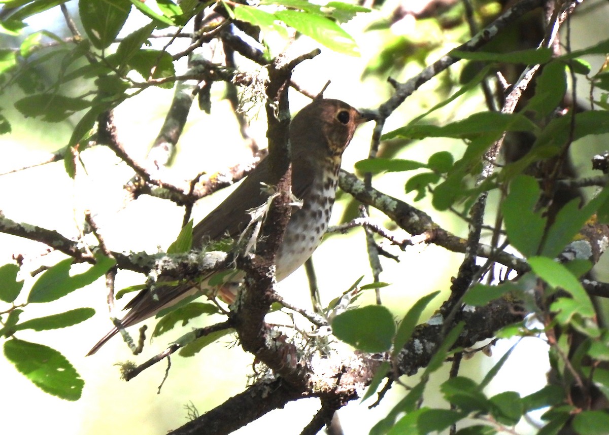Swainson's Thrush - ML635625935