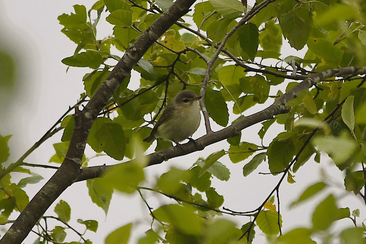 Warbling Vireo - ML635626005