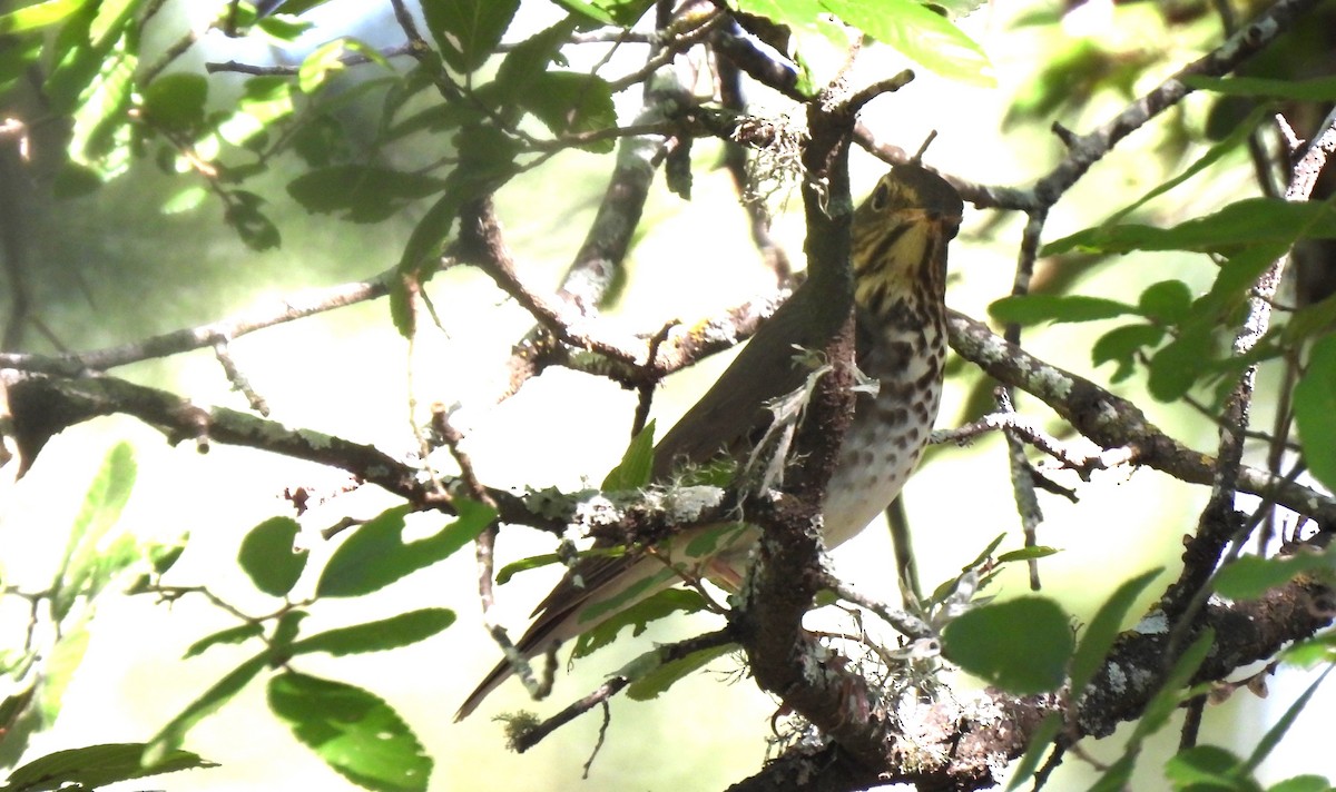 Swainson's Thrush - ML635626042