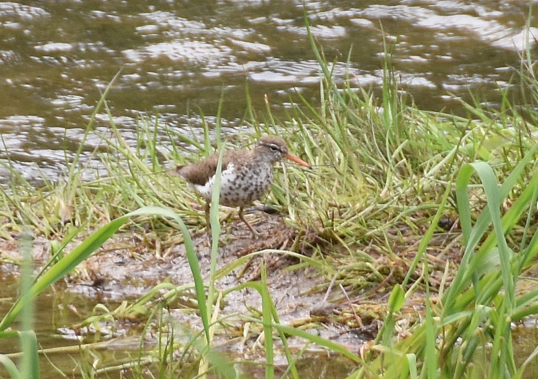 Spotted Sandpiper - ML635626098