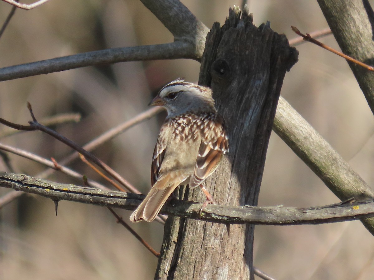White-crowned x White-throated Sparrow (hybrid) - ML635626133