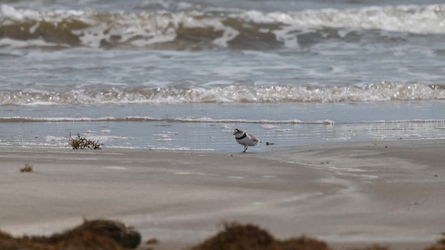 Piping Plover - ML635626178