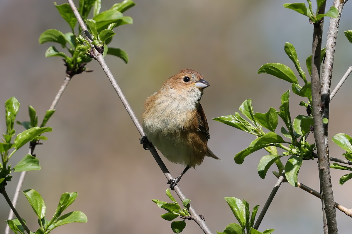 Indigo Bunting - ML635626214