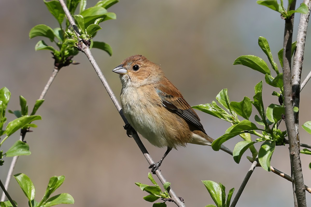 Indigo Bunting - ML635626215