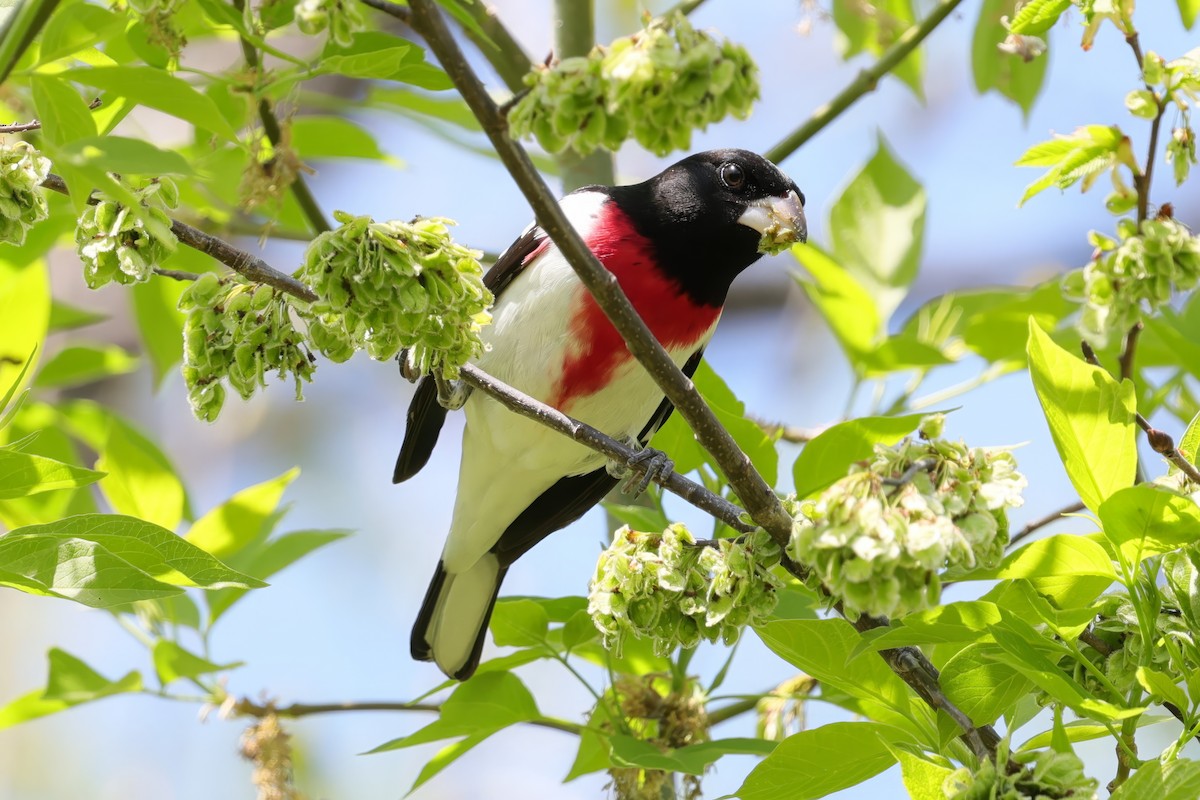 Rose-breasted Grosbeak - ML635626222