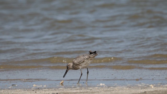 Willet (Eastern) - ML635626227