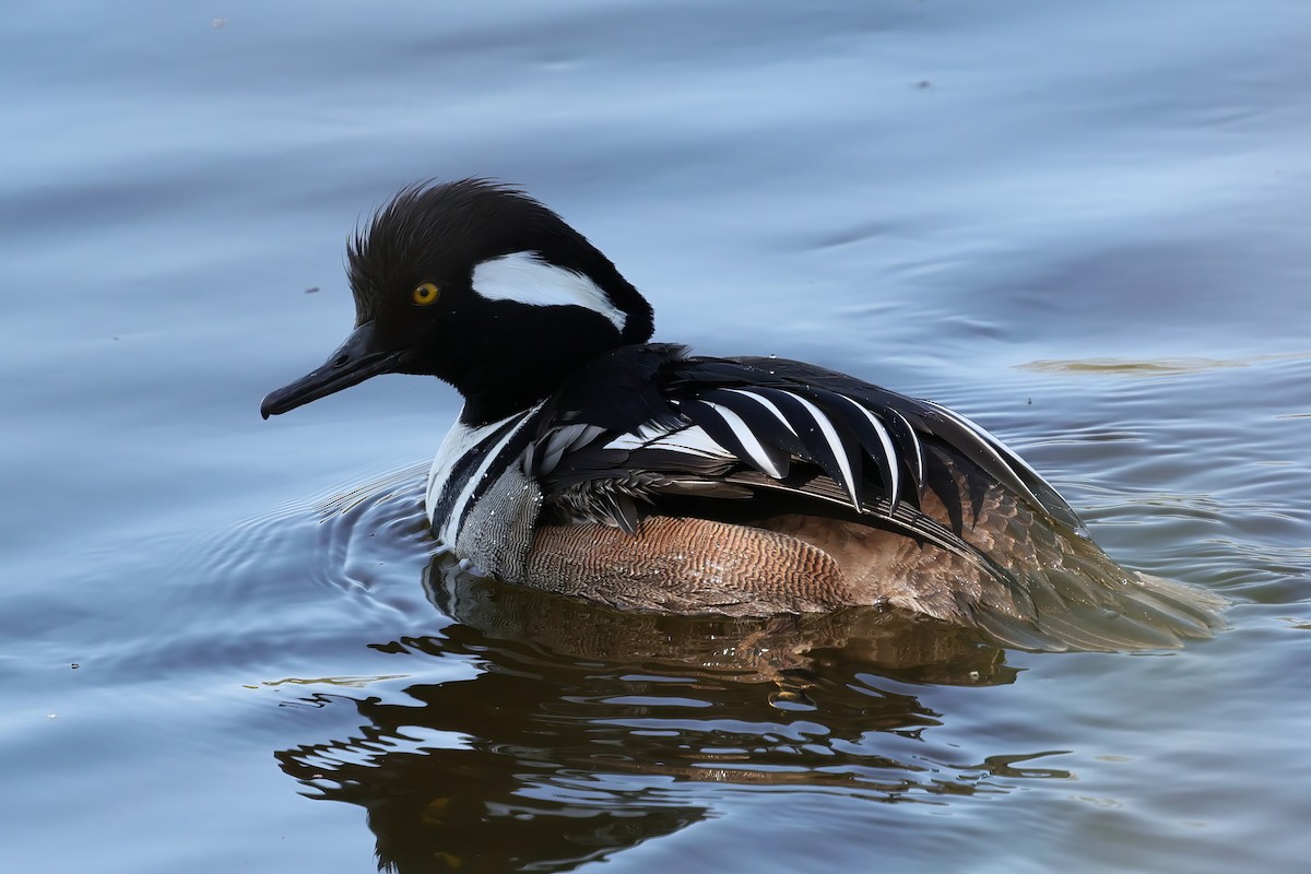 Hooded Merganser - ML635626302