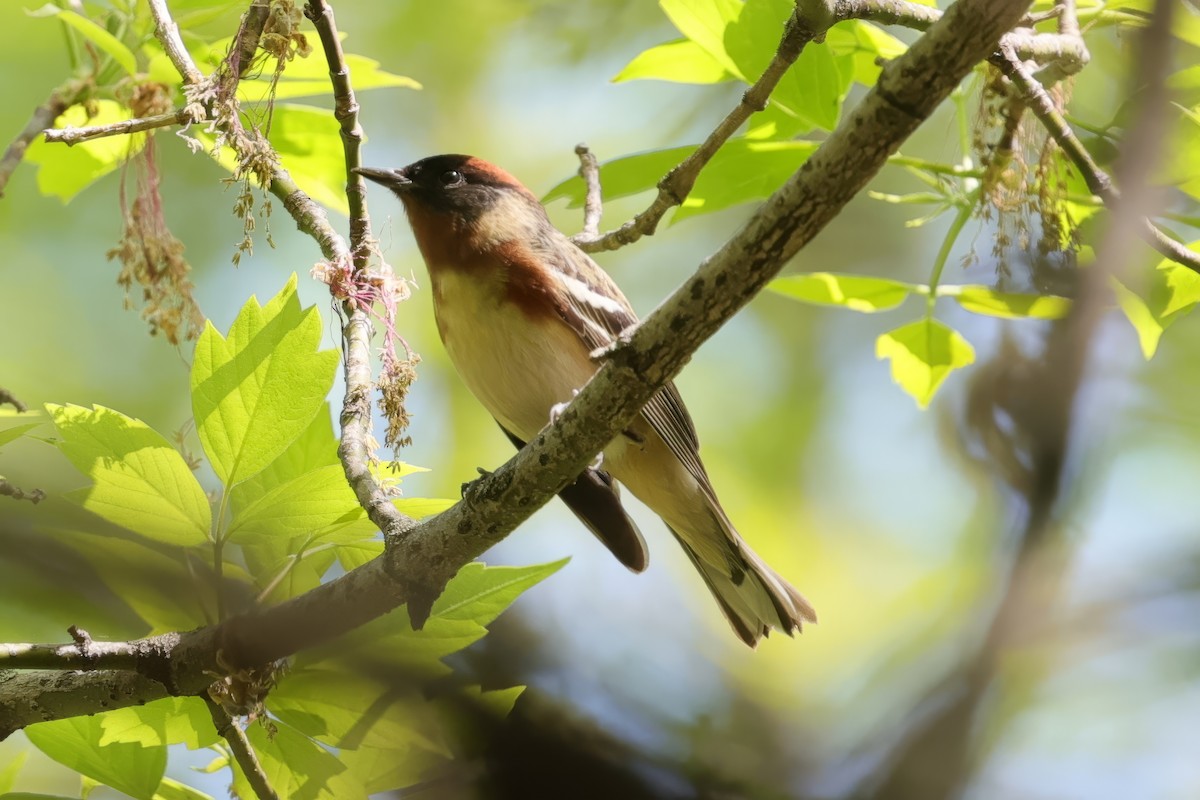Bay-breasted Warbler - ML635626349