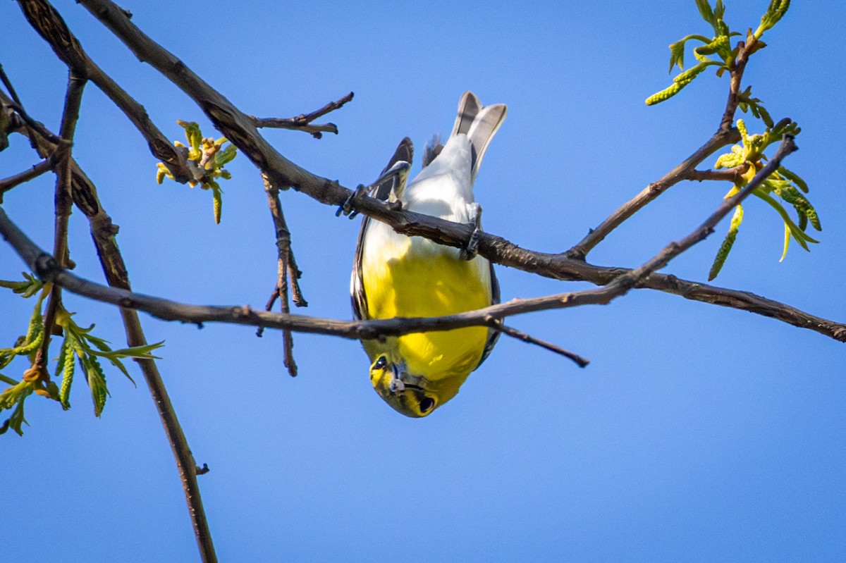 Sarı Gerdanlı Vireo - ML635626370
