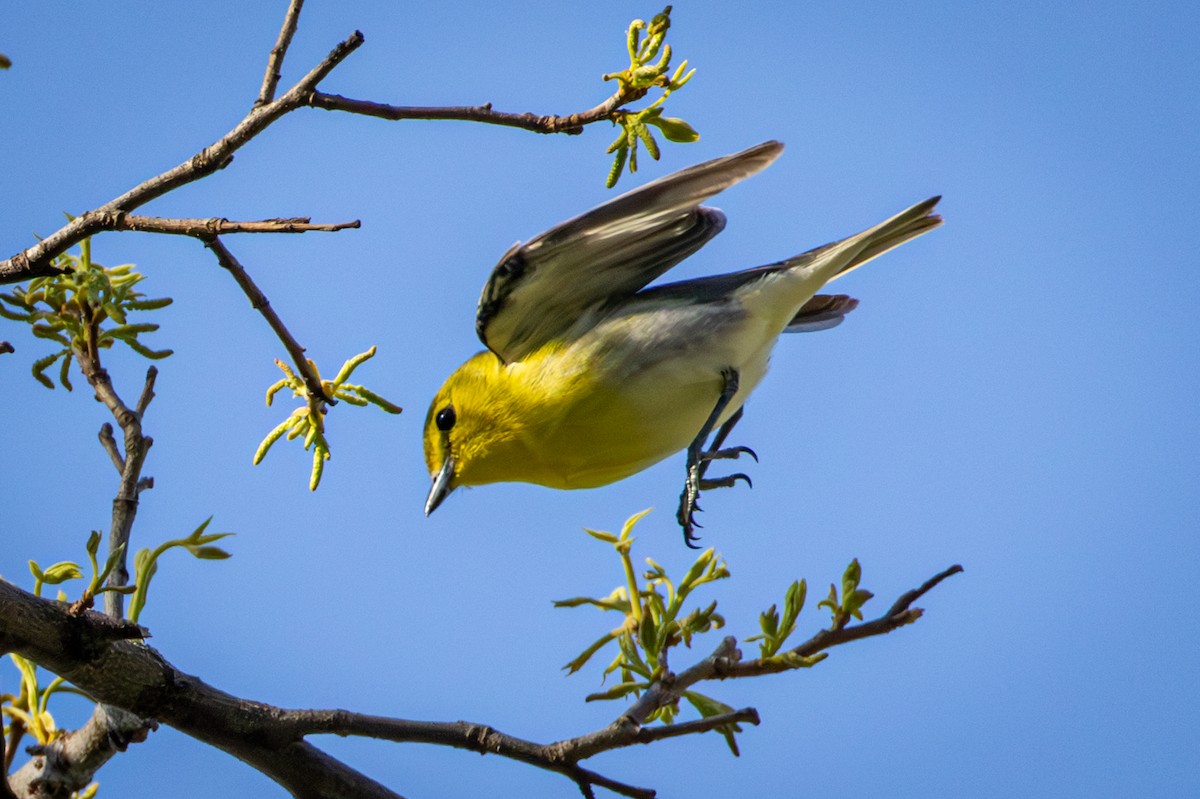 Sarı Gerdanlı Vireo - ML635626371