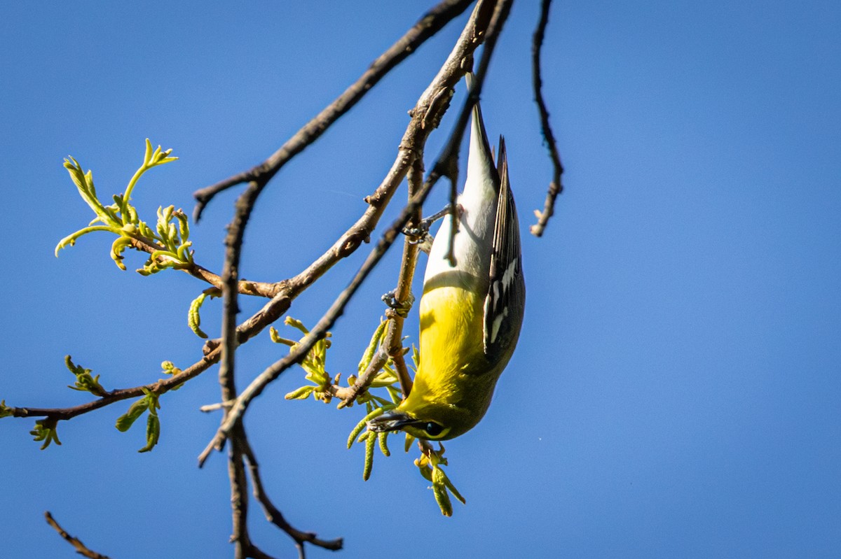 Sarı Gerdanlı Vireo - ML635626372
