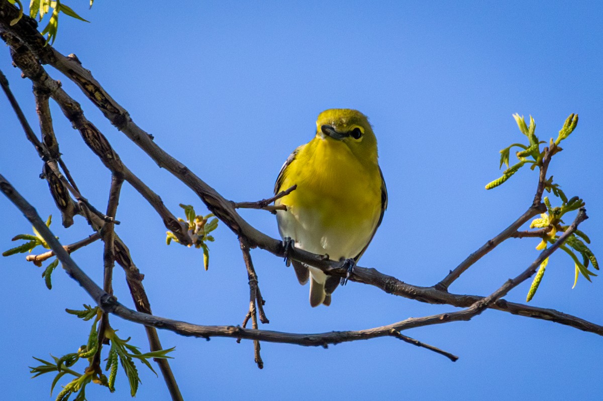 Sarı Gerdanlı Vireo - ML635626373