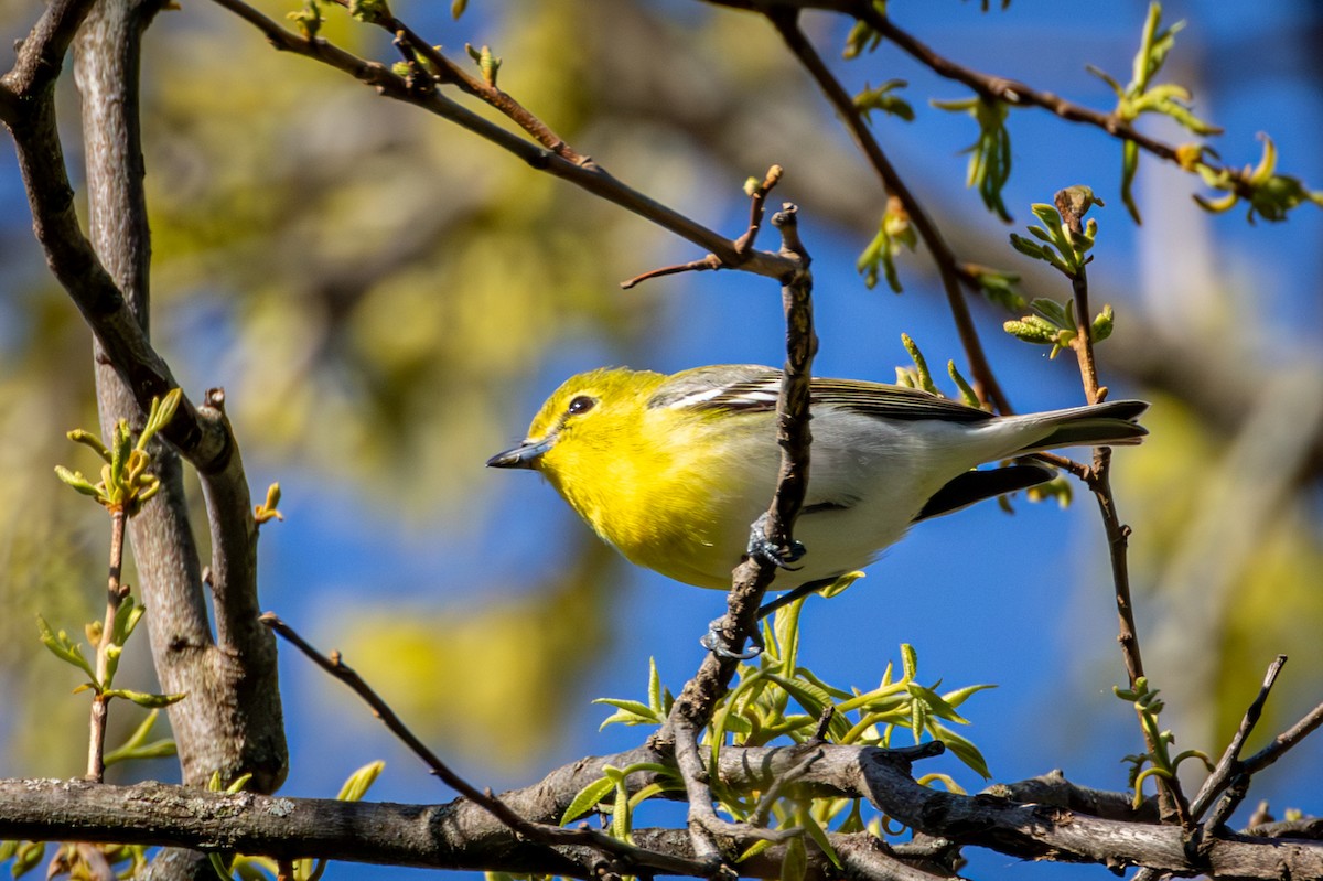 Sarı Gerdanlı Vireo - ML635626374