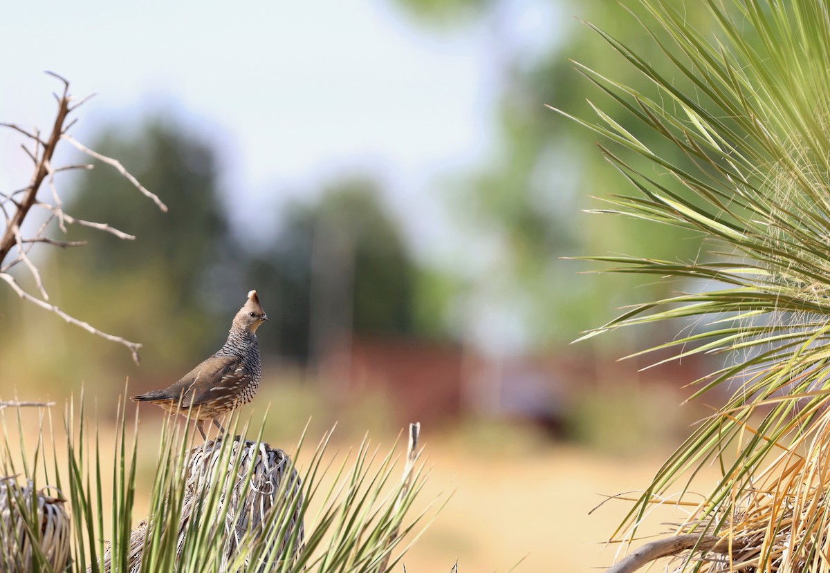 Scaled Quail - ML635626375