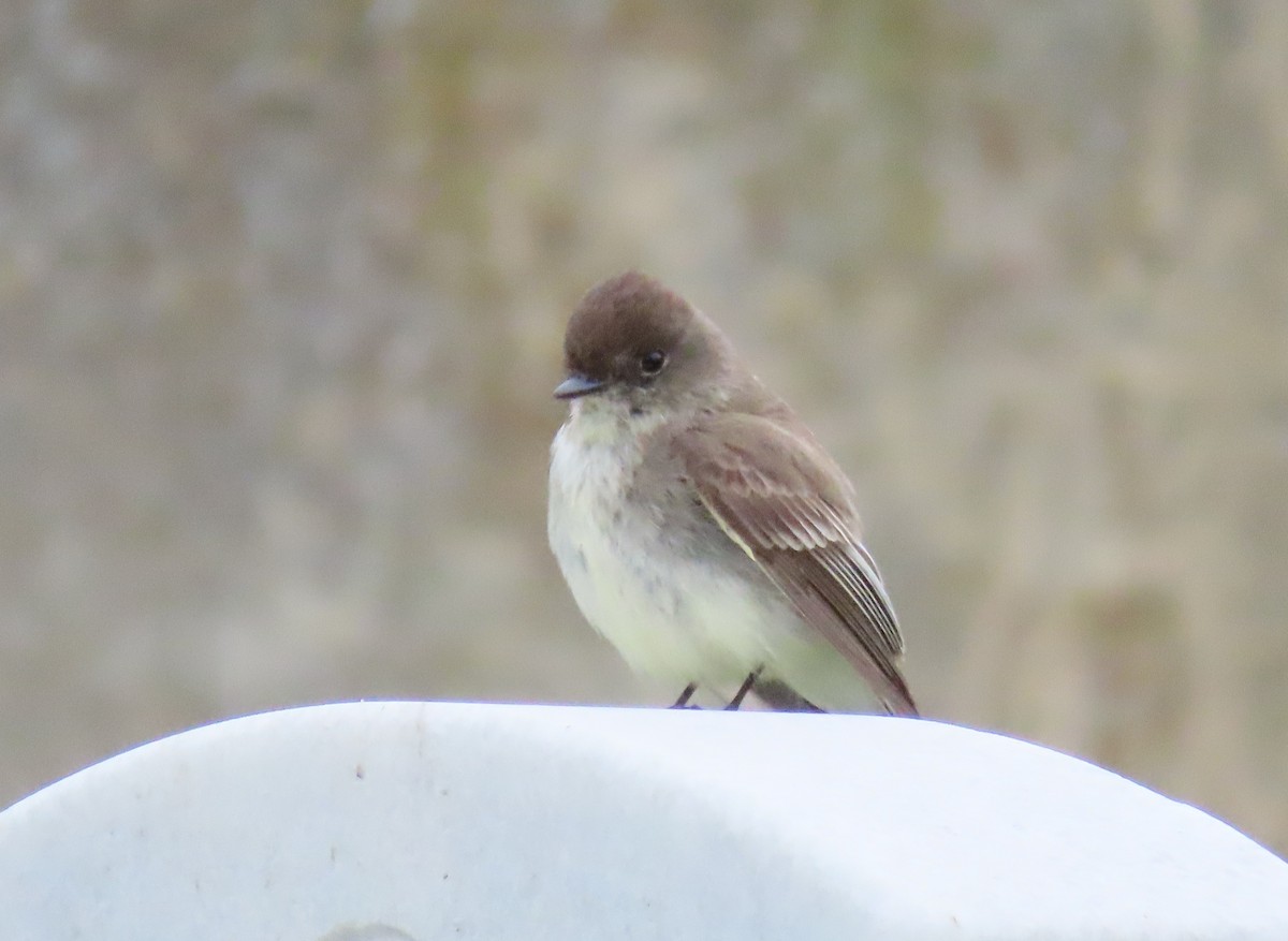 Eastern Phoebe - ML635626377