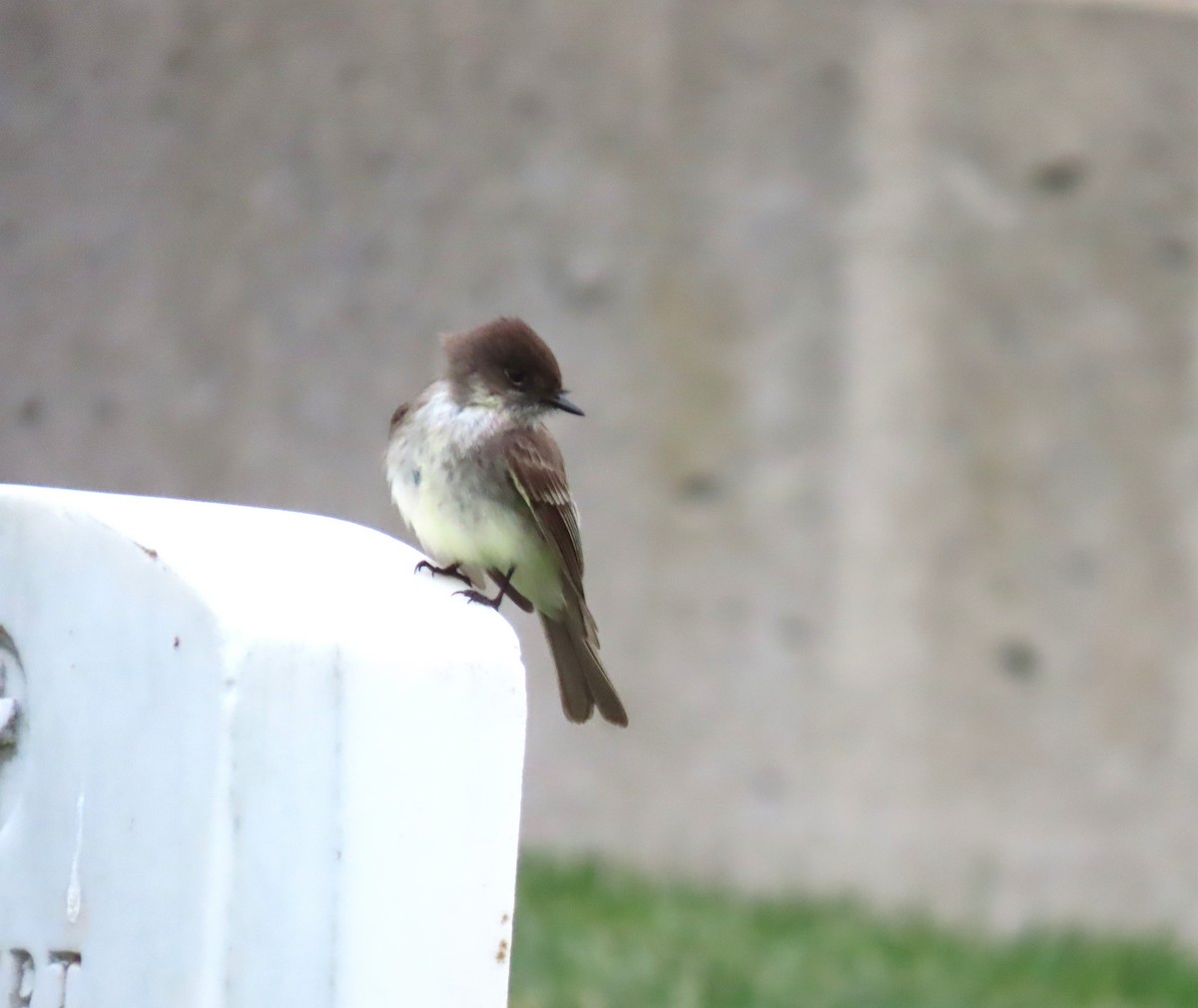 Eastern Phoebe - ML635626396