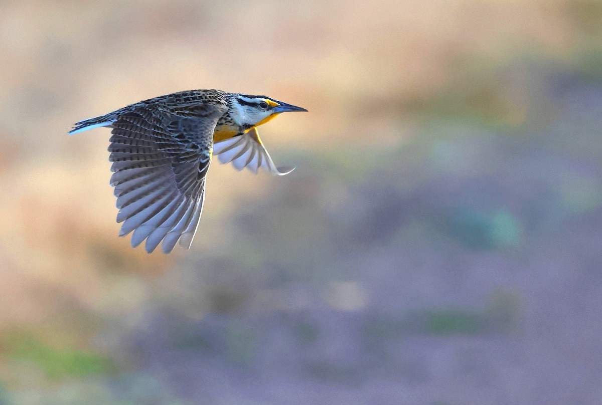 Chihuahuan Meadowlark - ML635626401