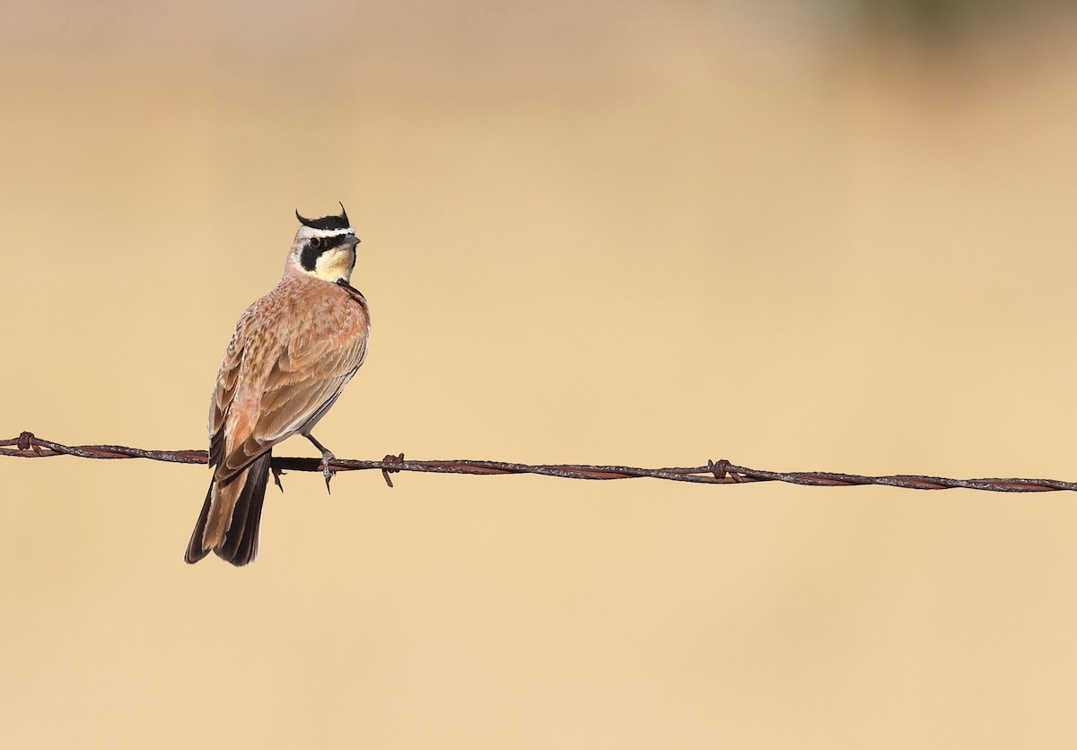 Horned Lark - ML635626417