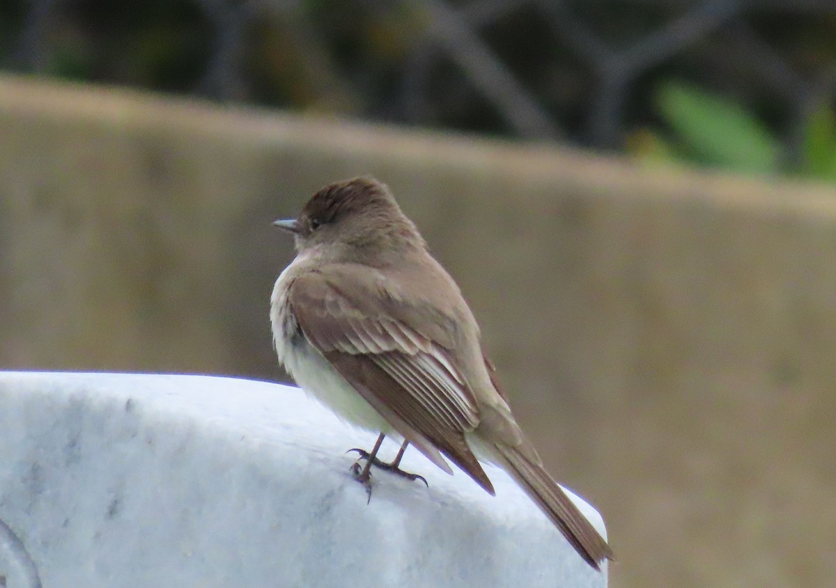 Eastern Phoebe - ML635626419