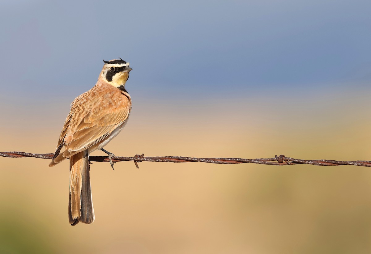 Horned Lark - ML635626426