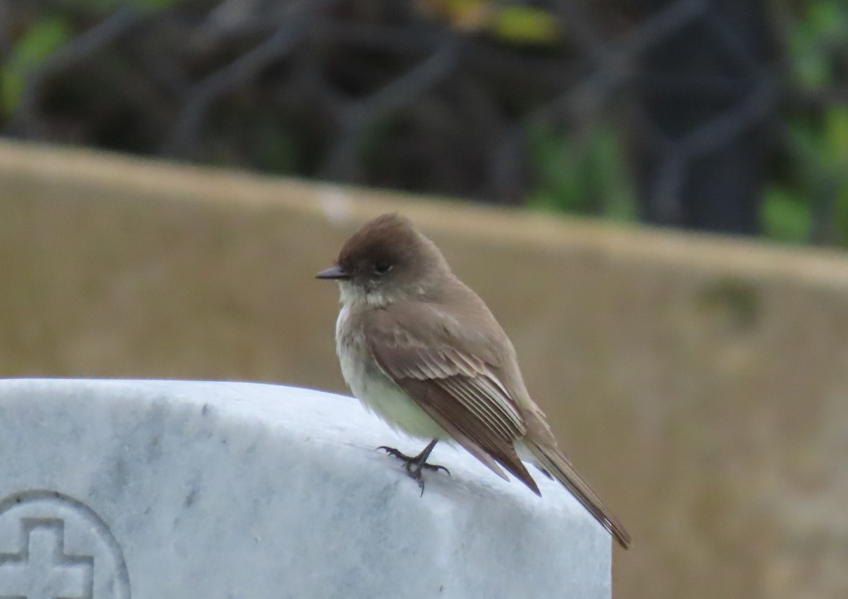 Eastern Phoebe - ML635626439