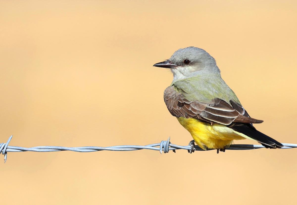 Western Kingbird - ML635626455