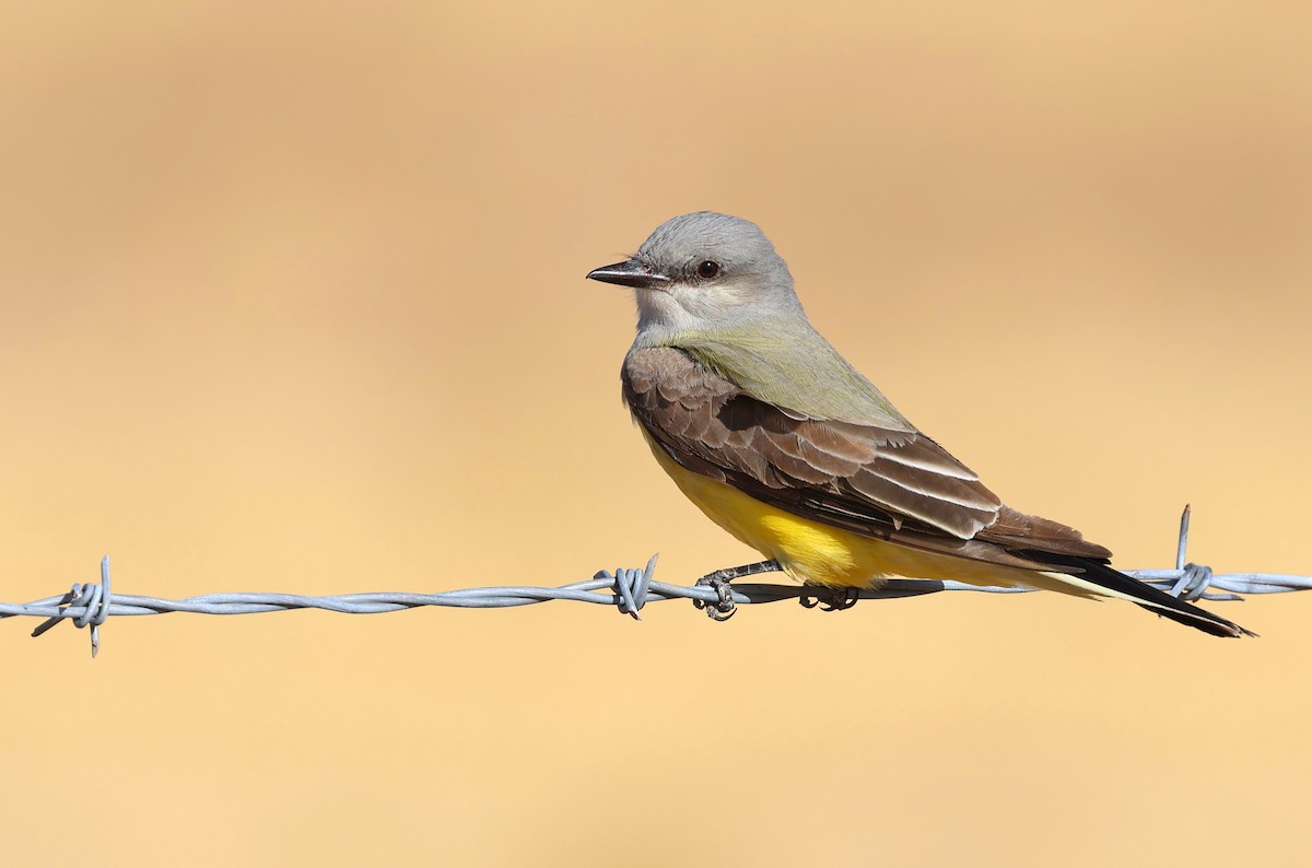 Western Kingbird - ML635626456
