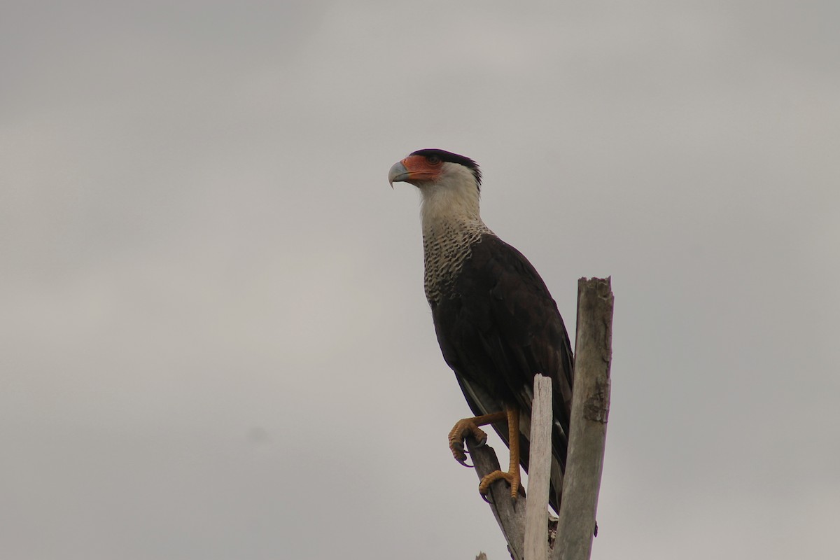 Crested Caracara (Northern) - ML635626467