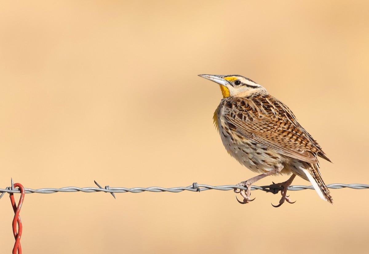 Chihuahuan Meadowlark - ML635626484