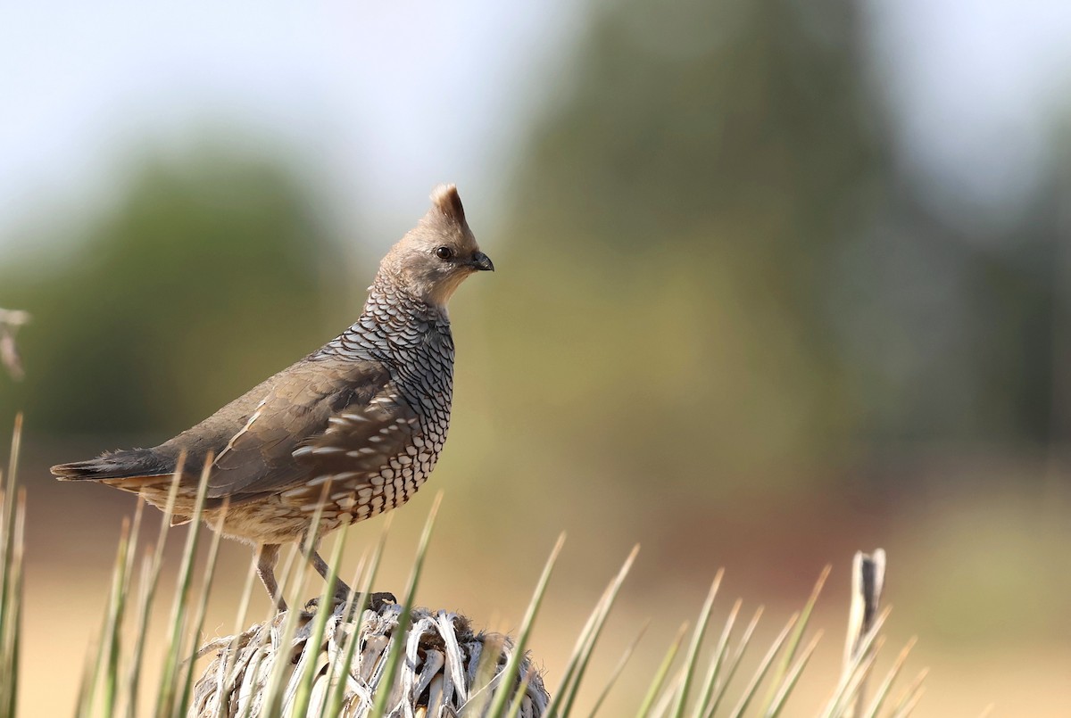 Scaled Quail - ML635626498
